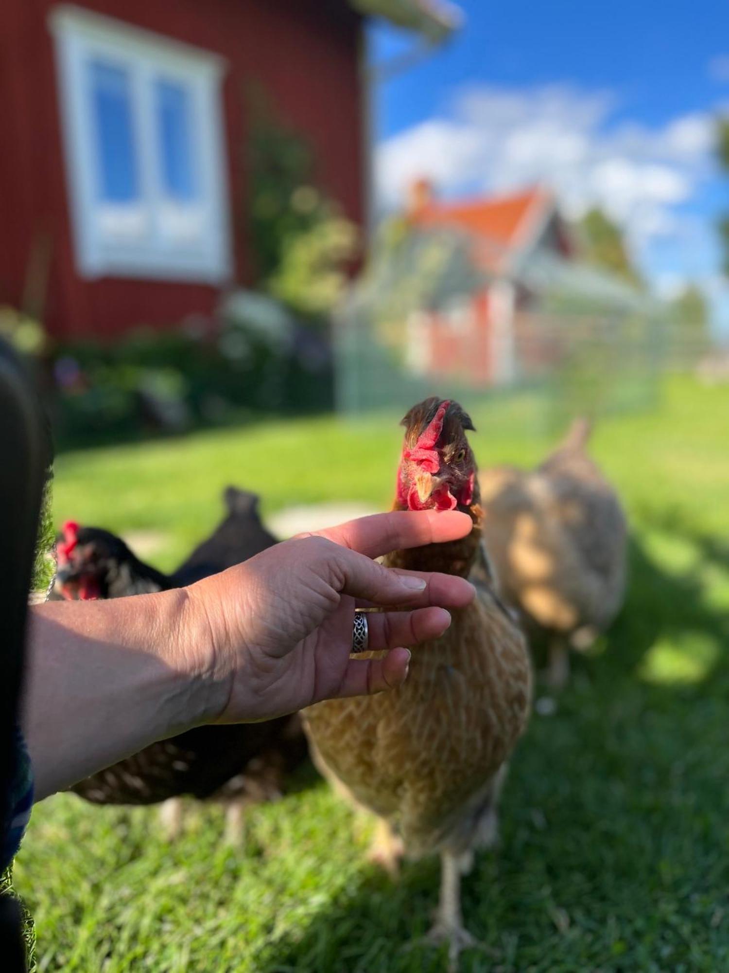 Lavendeltorpet Bed and Breakfast Haggum Buitenkant foto