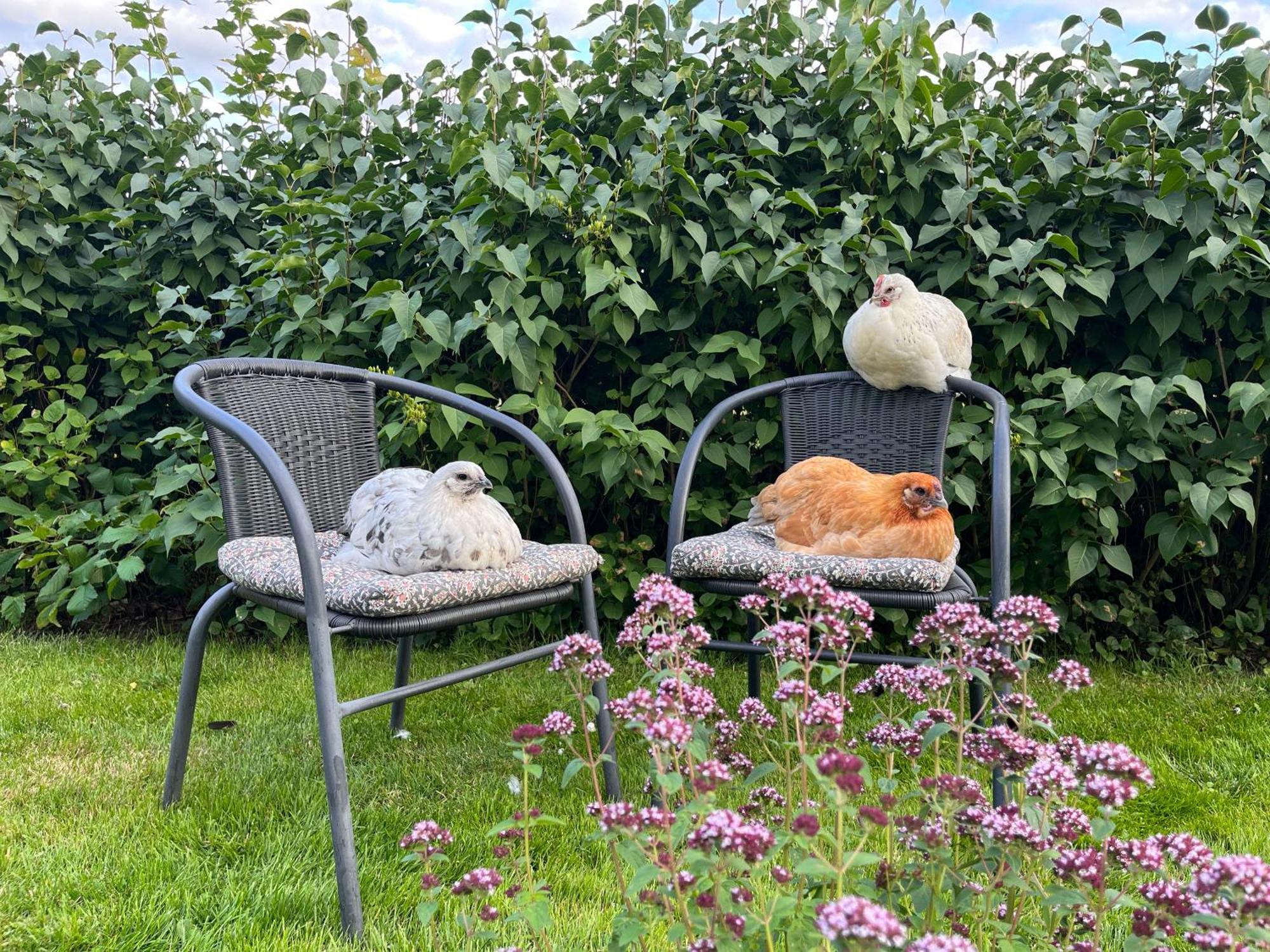 Lavendeltorpet Bed and Breakfast Haggum Buitenkant foto
